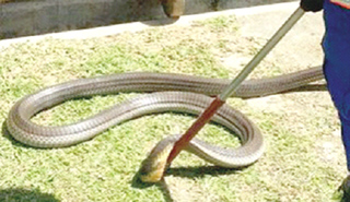 15-metre King Cobra is caught